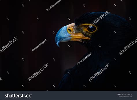 Verreauxs Eagle Large African Bird Prey Stock Photo (Edit Now) 1342084124