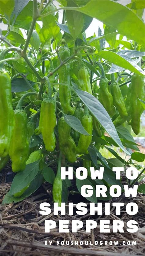 Why Everyone Loves Growing Shishito Peppers | You Should Grow