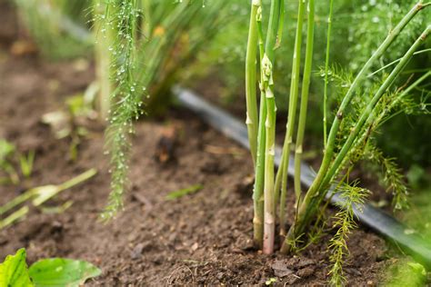 How To Plant & Grow Asparagus | Kellogg Garden Organics™