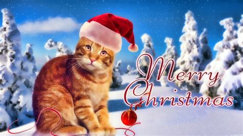 Marry Christmas Cat wallpaper | Christmas cats, Cat wallpaper ...