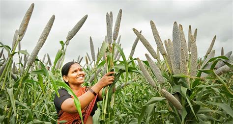 Bajra Cultivation