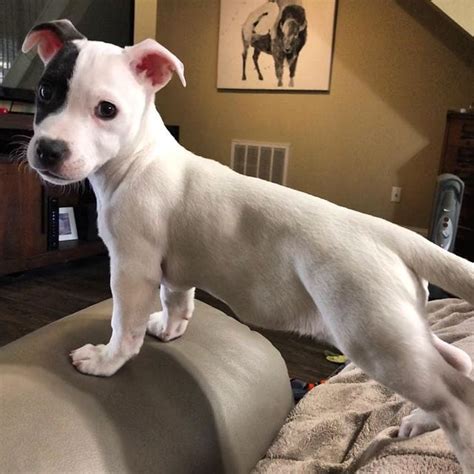 39 Jack Russell Terrier Mixes That You Would Find Them Adorable - The ...