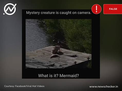 'Mermaid' Caught On Camera? No, Viral Video Is CGI - Newschecker