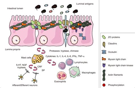 Neuro-immune regulation of intestinal barrier function. In the ...