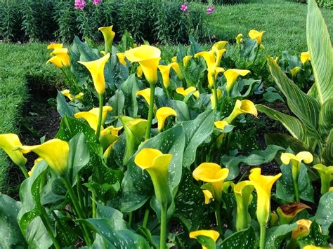 Calla lily 'Goldrush' - A Midsummer Beauty!