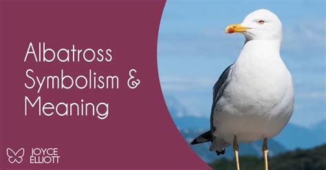 Albatross Symbolism: The 3 Meanings Behind This Magnificant Bird ...