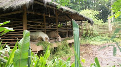 Kebun Binatang Bandung: The Most Depressing Zoo Ever? - The HoliDaze