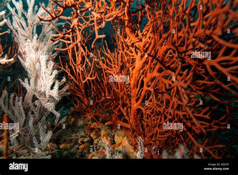 Indian Ocean coral on a reef Stock Photo - Alamy