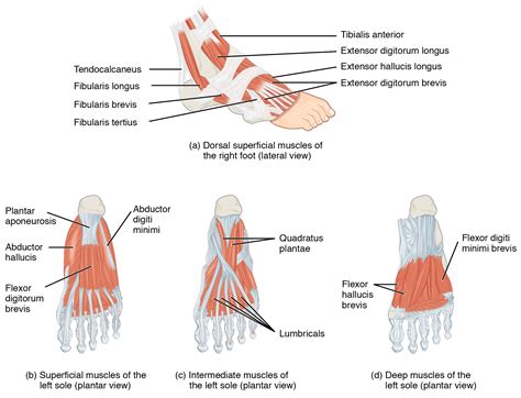 Appendicular Muscles of the Pelvic Girdle and Lower Limbs · Anatomy and ...