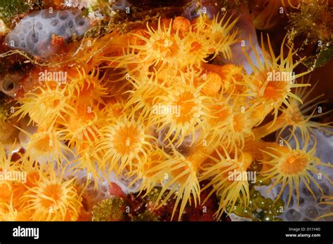 Anthozoa Stock Photos & Anthozoa Stock Images - Alamy