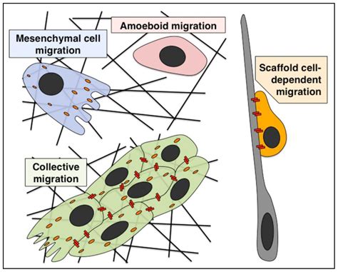 IJMS | Free Full-Text | Cell Adhesion and Its Endocytic Regulation in Cell Migration during ...