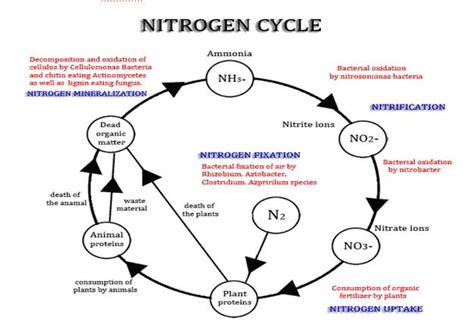 Role of Microorganisms in Soil Fertility And crop Production ~ Dhiraj's Blog