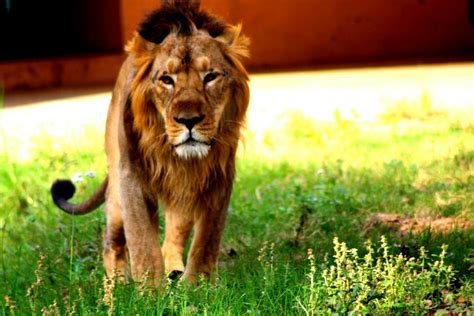 Babbar | Animals, Lion, Singh