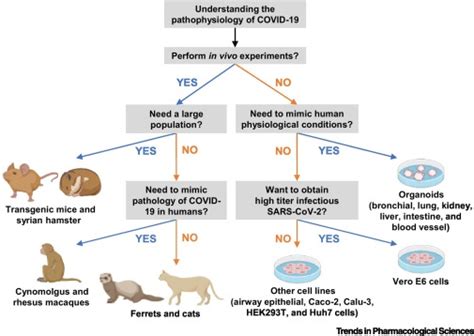 In Vitro and Animal Models for SARS-CoV-2 research: Trends in ...