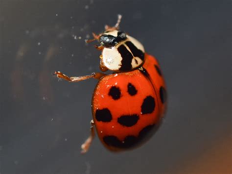 Get Rid of Ladybugs: Ladybug Pest Control Information