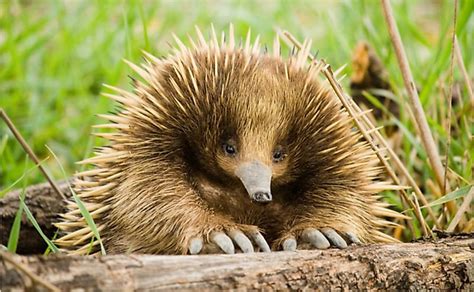 The Four Species Of Echidnas Living Today - WorldAtlas