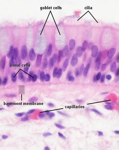 Ciliated Columnar Epithelium 看護学校のヒント, 獣医学, 学校, 生理, 解剖学, 薬, 科学