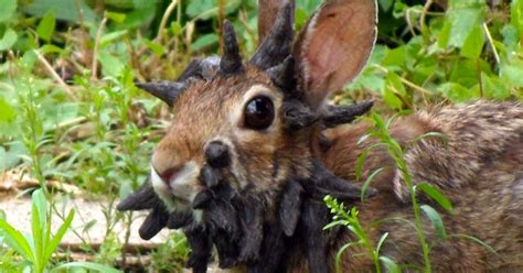 Viral Internet 'Frankenstein' rabbit is a modern-day jackalope