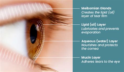 Dry Eye Explained | Williams Eye Works