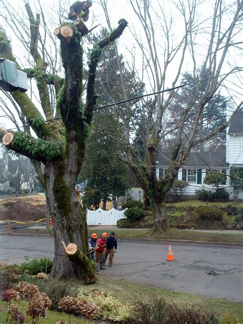 Tree Removal by Tree Masters Tree Service Portland, Oregon