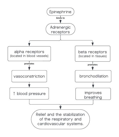 What is the mechanism of action of epinephrine in anaphylaxi | Quizlet