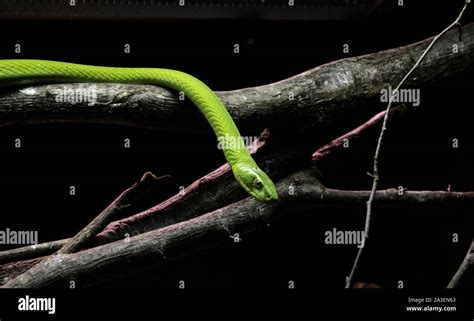 Wild venomous snake, dangerous animals, reptiles Stock Photo - Alamy