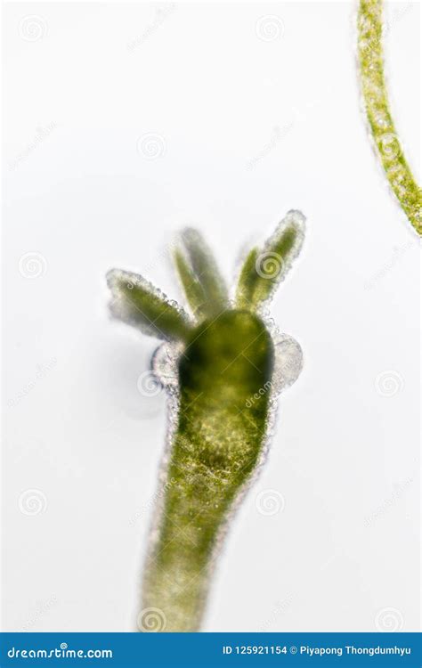 Hydra Under the Microscope for Education. Stock Photo - Image of anatomy, microorganism: 125921154