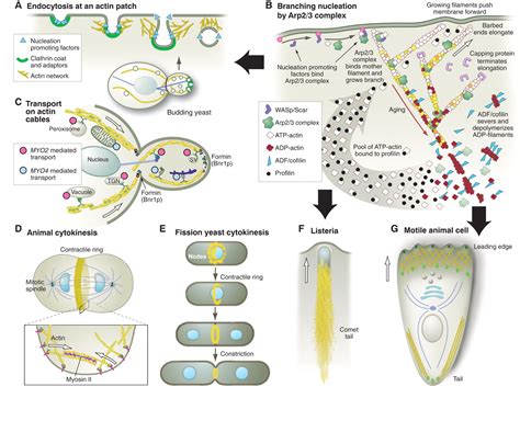 Actin, a Central Player in Cell Shape and Movement | Science