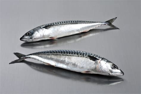 Mackerel whole round