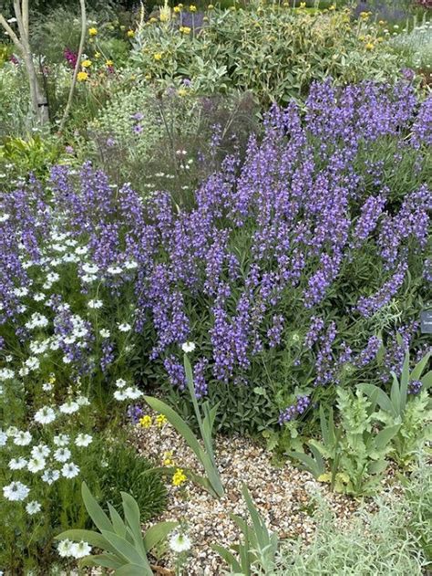 16 Best Types of Sage Varieties to Grow in Your Garden