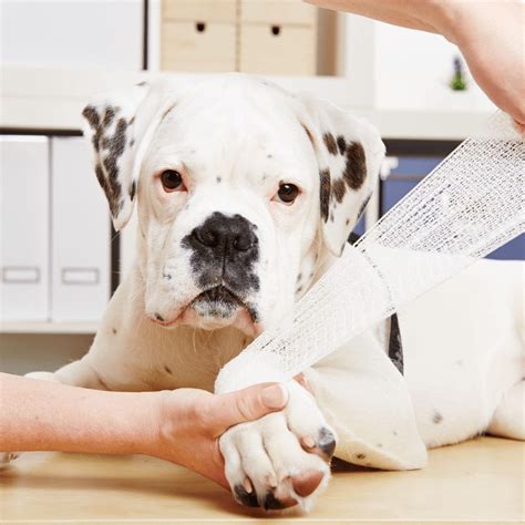 Common Dog Injuries and How to Avoid Them • Kritter Kommunity