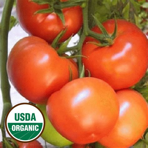 Organic Heirloom Tomato Seeds - Organic Bonny Best