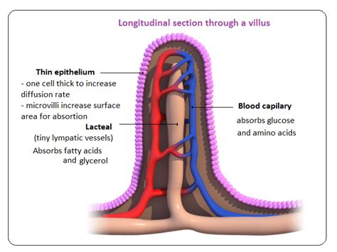 Absorption – function of the small intestine and significance of villi - Biology Notes for IGCSE ...