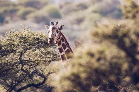 Twiga Tracker - Giraffe Conservation Foundation