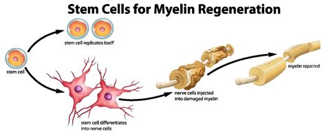 Stem Cell For Myelin Regeneration Regeneration Clip Art Graphic Vector, Regeneration, Clip Art ...