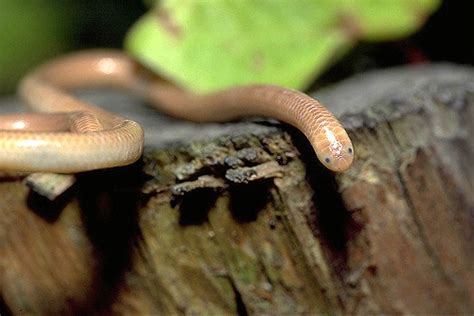 The Race: Really Weird Island Snakes | California Academy of Sciences