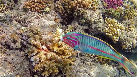 Surprising climate memory: how corals in the Red Sea are bursting with ...