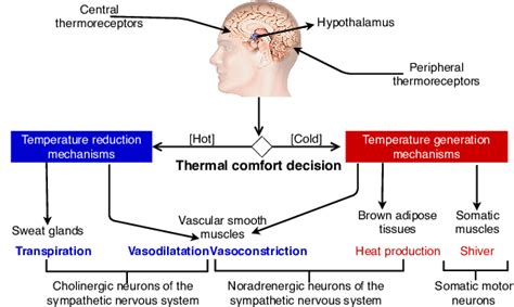 A simplified human thermoregulation -the hypothalamus checks the body's... | Download Scientific ...