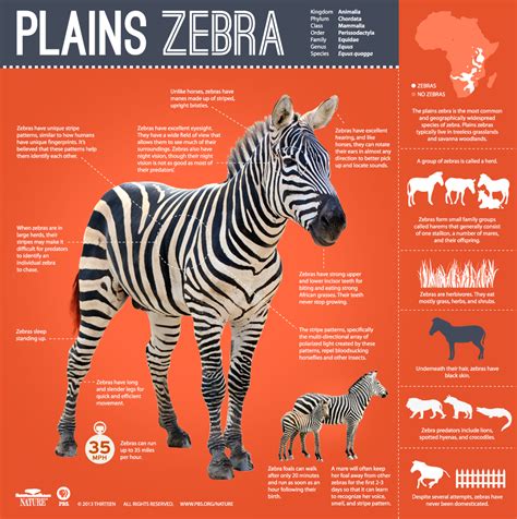 Great Zebra Exodus | Infographic: All About the Plains Zebra | Nature | PBS