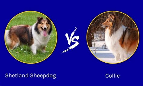 Is A Sheepdog A Collie