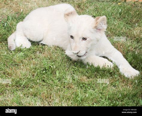 white female lion cub in ZOO Magdeburg Stock Photo - Alamy