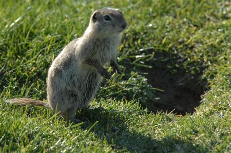 Rodents (Rodentia) | Idaho Fish and Game