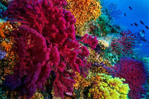 Global Warming: Researchers May Have Found A Solution For Protecting Coral Reefs - Forbes India