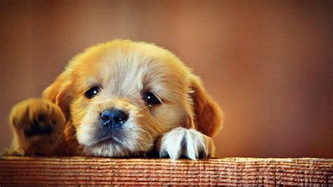 Cute Sad Puppy, Adorable Dog HD wallpaper | Pxfuel