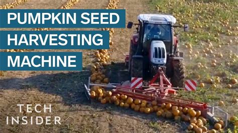 How Pumpkin Seeds Are Harvested - YouTube