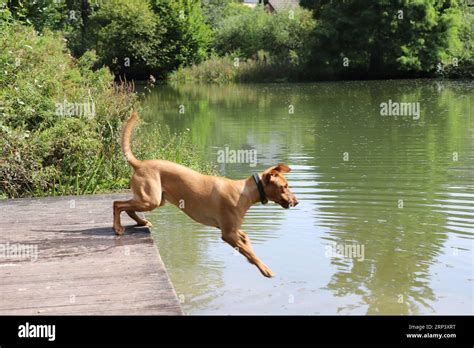 03 September 2023, North Rhine-Westphalia, Bergisch Gladbach: Labrador mongrel "Cooper" jumps ...