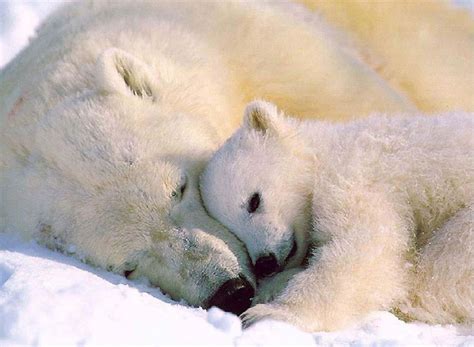 HD Animals: baby polar bear wallpaper