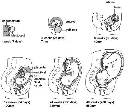 PREGNANT: Stages of Pregnancy Development