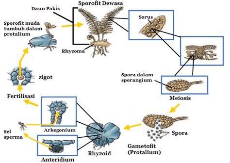 Reproduksi Tumbuhan Paku dan Lumut | Mikirbae.com