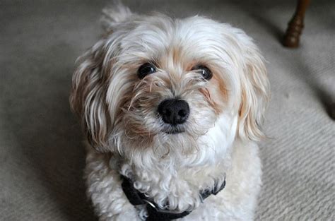 Yorkie Bichon Dog Breed Health, Temperament, Training, Feeding and Grooming - PetGuide | PetGuide